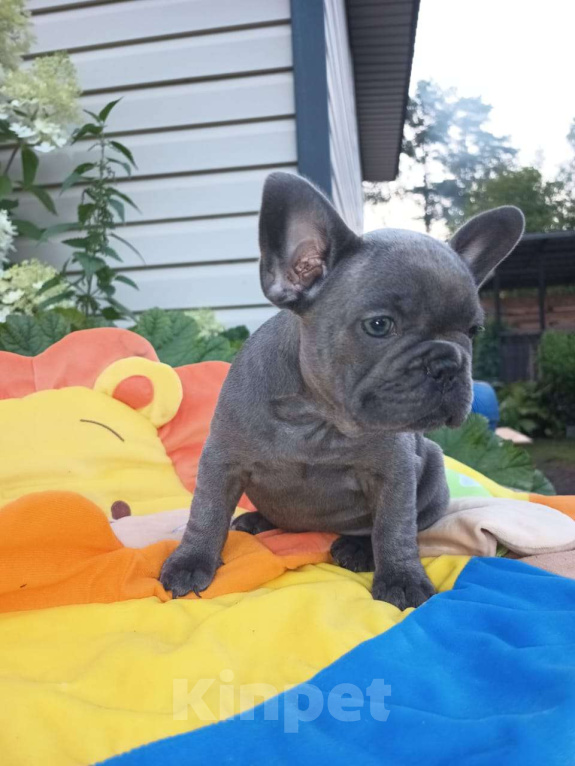 Собаки в других городах Ленинградской области: Щенки Французского бульдога  Мальчик, 50 000 руб. - фото 3