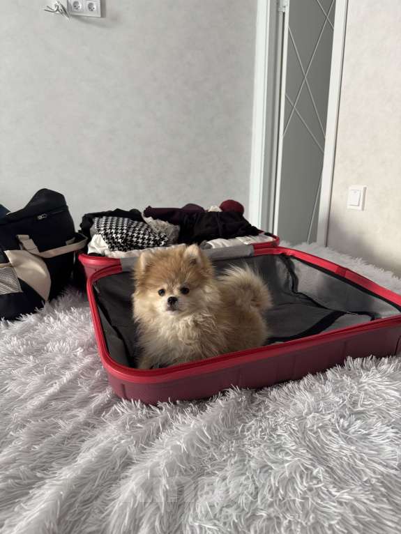 Собаки в Владивостоке: Шпиц немецкий Девочка, 40 000 руб. - фото 9