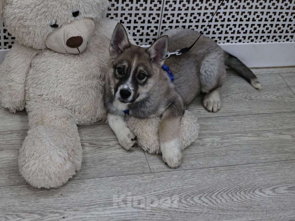 Собаки в Москве: Щенок бесплатно в Москве Девочка, Бесплатно - фото 6