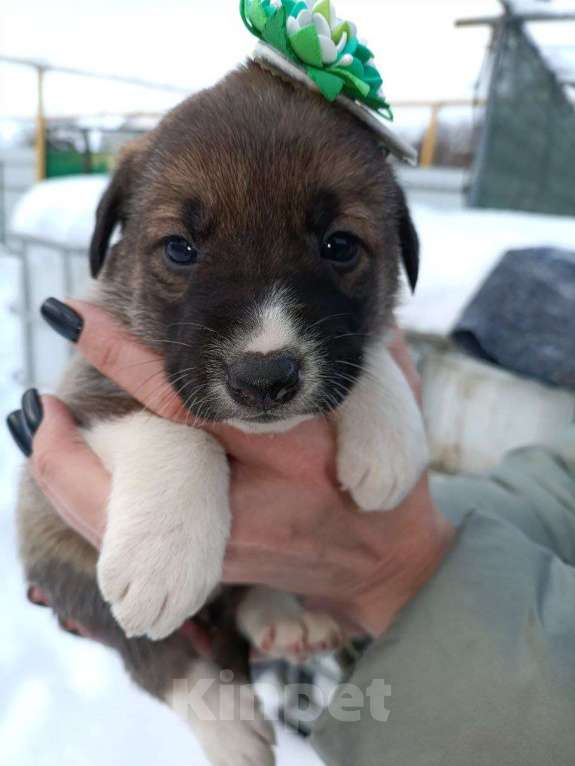 Собаки в других городах Воронежской области: Срочно ищу дом малышам! Девочка, Бесплатно - фото 3