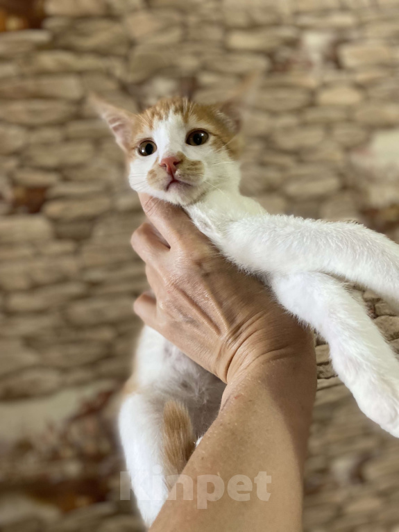 Кошки в Москве: Пончо-котенок малыш Мальчик, Бесплатно - фото 2