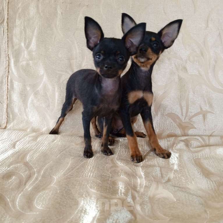 Собаки в Санкт-Петербурге: Гладкошёрстные щенки  Мальчик, 30 000 руб. - фото 5