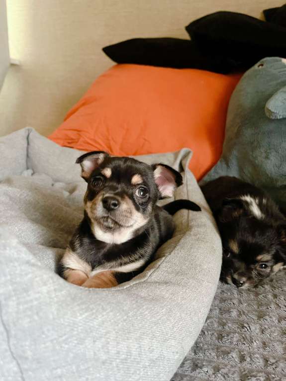 Собаки в Иваново: Щенок чихуахуа Мальчик, 12 500 руб. - фото 2