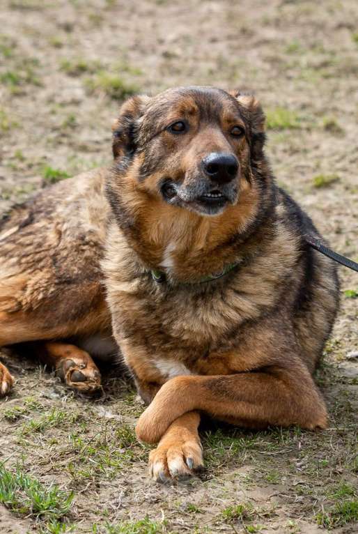 Собаки в Москве: Валик. Особенный пес для особенного человека Мальчик, 1 руб. - фото 4