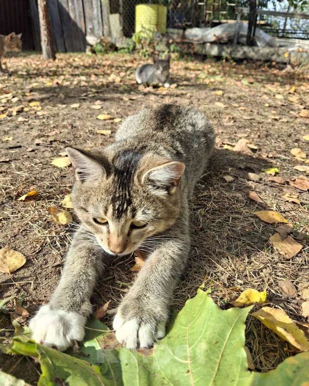 Кошки в Москве: Малышке нужен дом! Девочка, Бесплатно - фото 6
