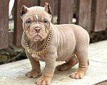Собаки в других городах Московской области: Американский Булли щенок  Мальчик, 150 000 руб. - фото 3