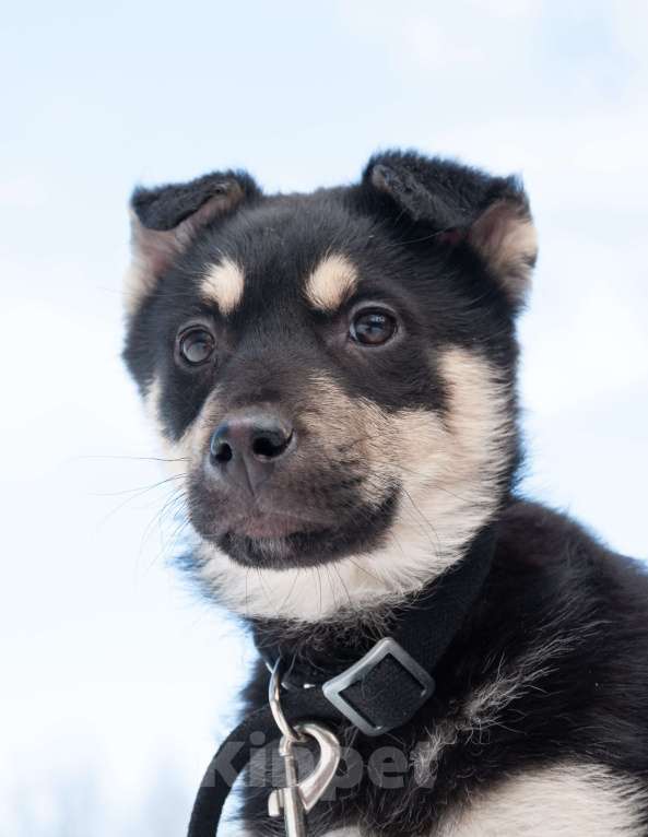 Собаки в Ногинске: Ливерпулькин в поисках семьи Мальчик, Бесплатно - фото 10