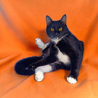 Котик Манго