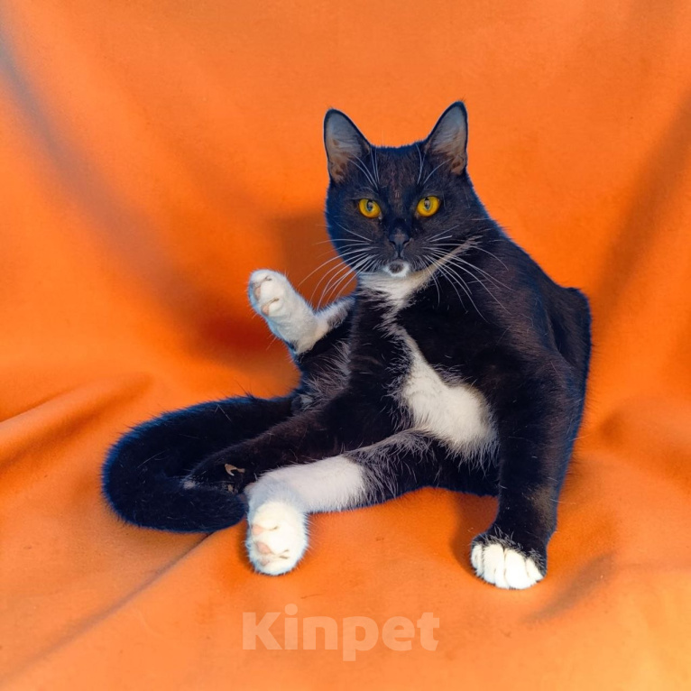 Кошки в Москве: Котик Манго Мальчик, Бесплатно - фото 1