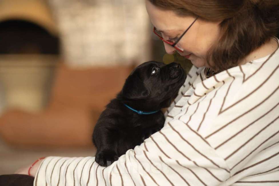 Собаки в Санкт-Петербурге: IRISLAV CRYER Мальчик, 140 000 руб. - фото 6