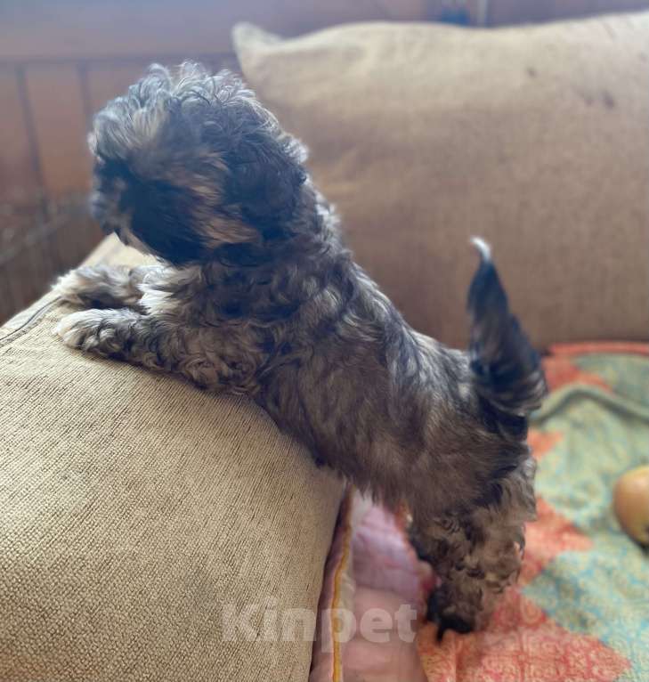 Собаки в Санкт-Петербурге: Великолепный золотой мальчик ши тцу Мальчик, 35 000 руб. - фото 5