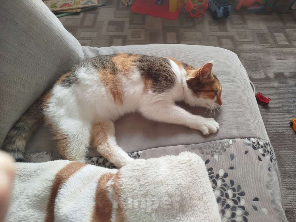 Кошки в Хотьково: (✿Особенная кошечка в добрые руки ✿) Девочка, Бесплатно - фото 5