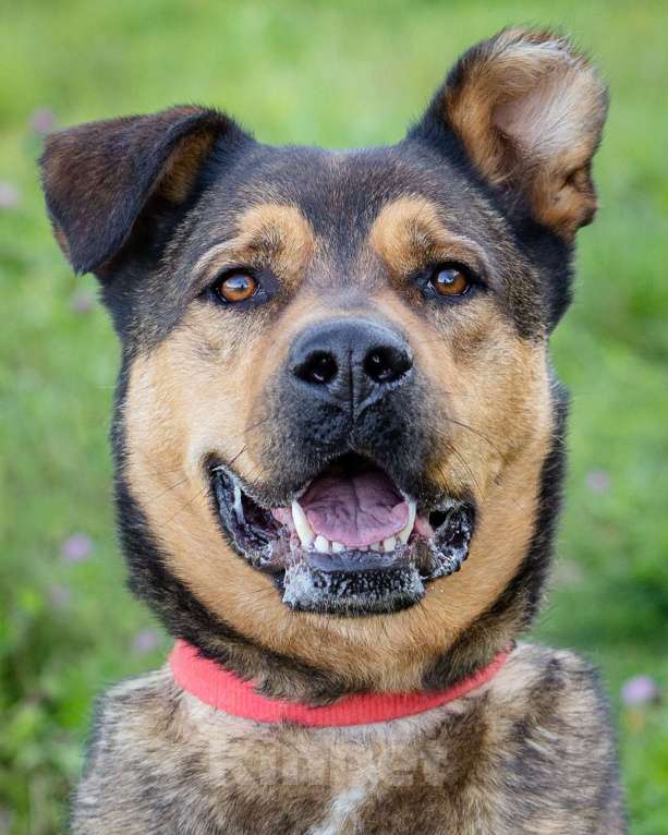 Собаки в Москве: Бывшедомашний пёс в приюте в поисках новой семьи Мальчик, Бесплатно - фото 2