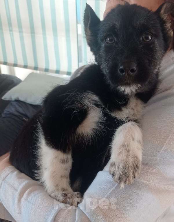 Собаки в Москве: Отдадим в хорошие руки Мальчик, 1 руб. - фото 4