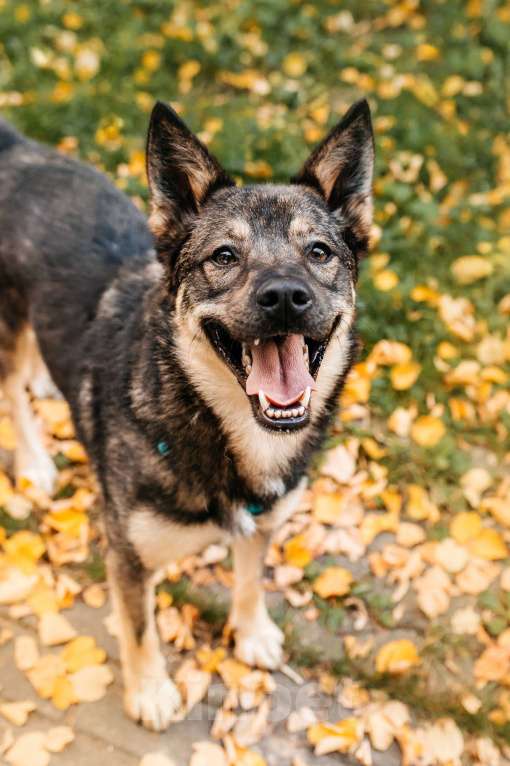Собаки в Москве: Бубоня - микс добродушия и нежности, в поиске семьи ! Мальчик, Бесплатно - фото 9