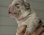 Собаки в Лыткарино: AMERICAN BULLY   девочка Девочка, 150 000 руб. - фото 3