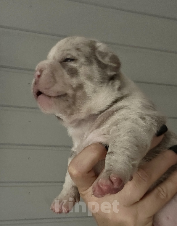 Собаки в Лыткарино: AMERICAN BULLY   девочка Девочка, 150 000 руб. - фото 3