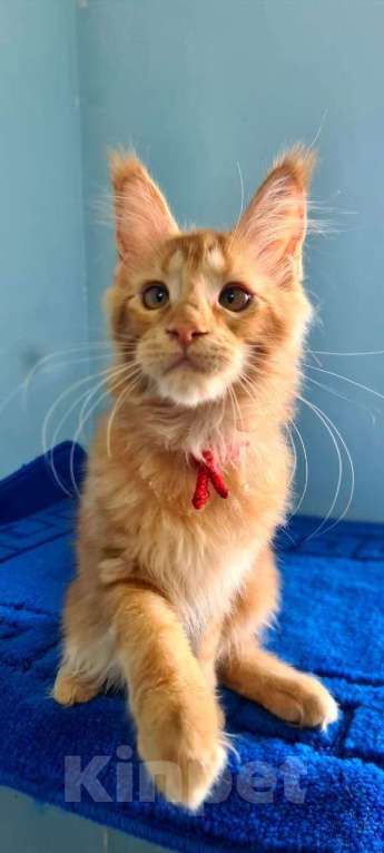 Кошки в Самаре: Котёнок породы Мейн-кун, MCO feemale Nifertiti, color d Девочка, 40 000 руб. - фото 5