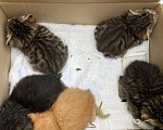 Кошки в Москве: КОТЯТА ИЩУТ ДОМ ‼️ Разнополые, Бесплатно - фото 3