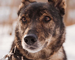 Собаки в Москве: Дуся Девочка, Бесплатно - фото 2