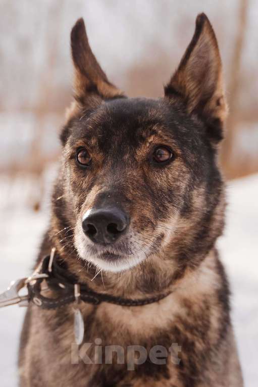 Собаки в Москве: Дуся Девочка, Бесплатно - фото 2