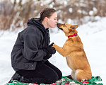 Собаки в Москве: Рыжая Фокси ищет дом Девочка, Бесплатно - фото 9