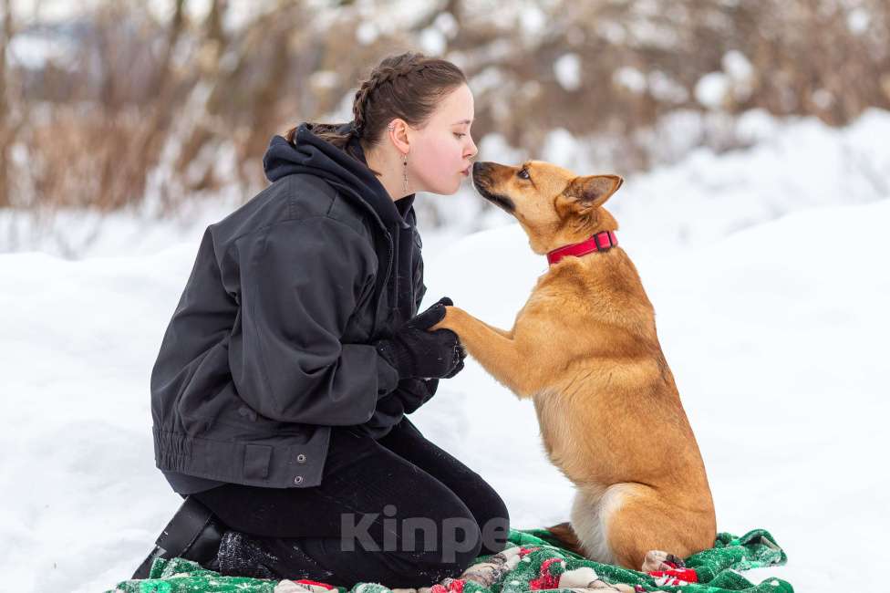 Собаки в Москве: Рыжая Фокси ищет дом Девочка, Бесплатно - фото 9