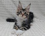 Кошки в Энгельс: Котик мейн кун в любимцы  Мальчик, 35 000 руб. - фото 3