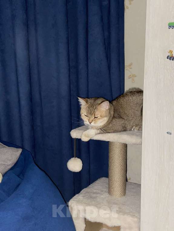 Кошки в Балашихе: Отдадим в добрые и ответственные руки. Мальчик, 1 руб. - фото 3