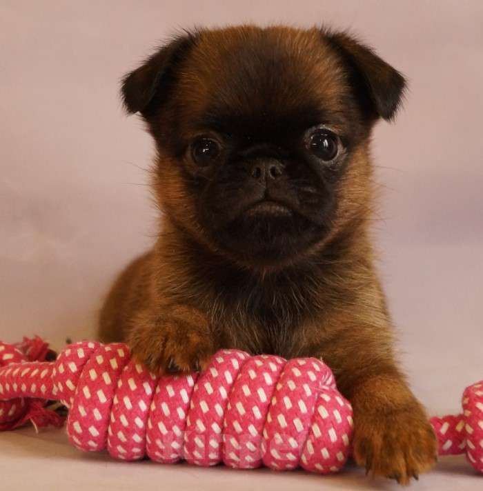 Собаки в Москве: Вероничка Девочка, 90 000 руб. - фото 2