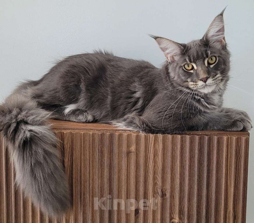 Кошки в Москве: Полидакт мейн-кун  Мальчик, 45 000 руб. - фото 4