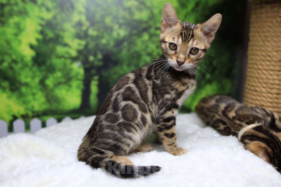 Кошки в Воронеже: Бенгальские котята Мальчик, 30 000 руб. - фото 1