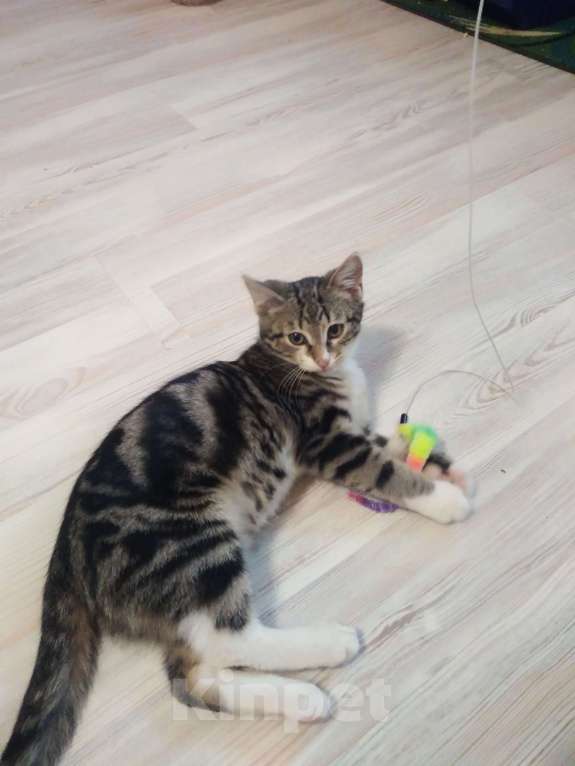 Кошки в Санкт-Петербурге: Мелкий из под колес Мальчик, Бесплатно - фото 7