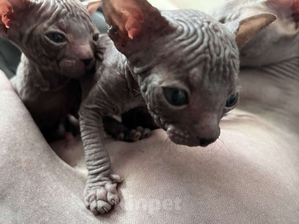 Кошки в Черногорске: Котята донского сфинкса Мальчик, 9 000 руб. - фото 2