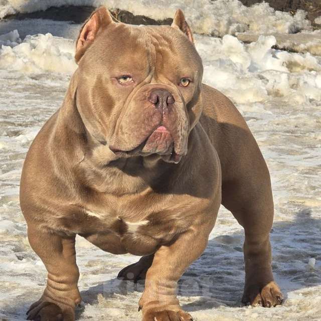 Собаки в Ростове-на-Дону: Американский булли мальчик Мальчик, 100 000 руб. - фото 2