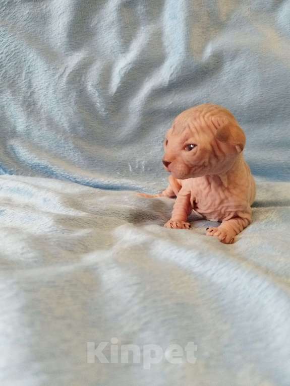 Кошки в Кировске (Мурманская область): Канадский сфинкс котята Мальчик, 50 000 руб. - фото 5