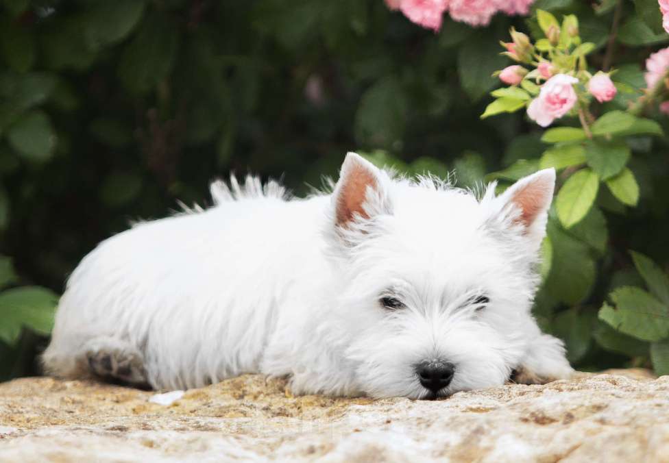 Собаки в Москве: Вест хайленд уайт терьер- настоящие ВЕСТИКИ Мальчик, Бесплатно - фото 2