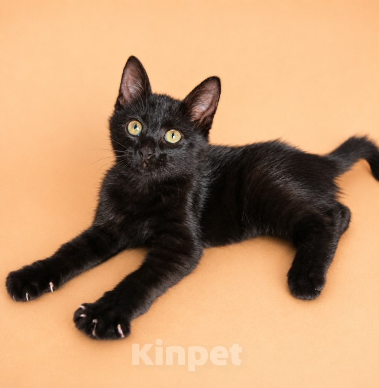 Кошки в Химках: Котенок Агата в добрые руки Девочка, Бесплатно - фото 2