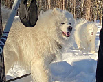 Собаки в Бердске: щенок самоедской лайки( самоед) Девочка, 10 000 руб. - фото 5