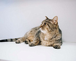 Кошки в Зеленограде: Глен ищет дом Девочка, Бесплатно - фото 1