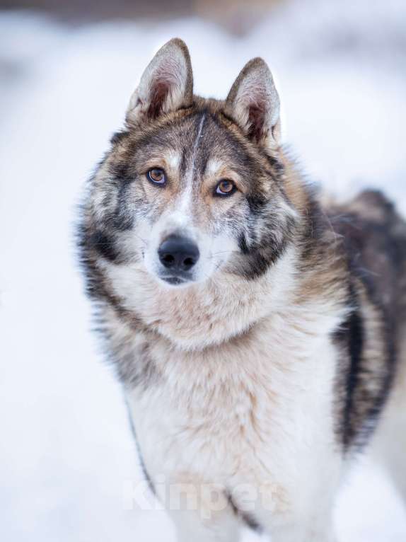 Собаки в Химках: Фенотип лайки в приюте, в добрые руки Мальчик, Бесплатно - фото 6