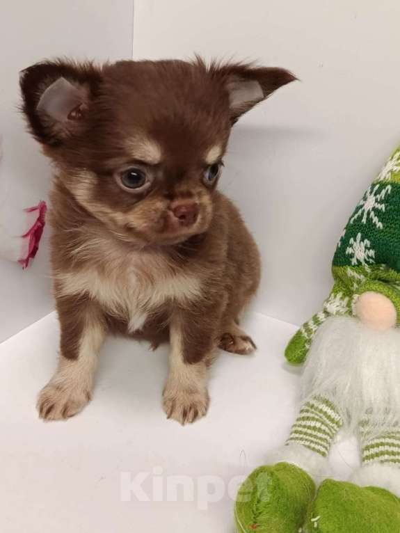 Собаки в других городах Московской области: Кузенька Мальчик, 40 000 руб. - фото 2