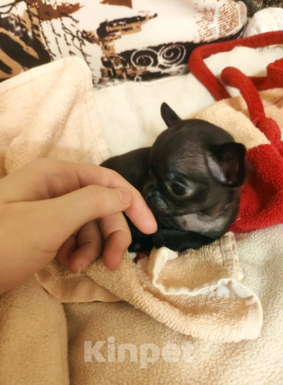 Собаки в Клине: Крошка на ладошку Девочка, 100 000 руб. - фото 2