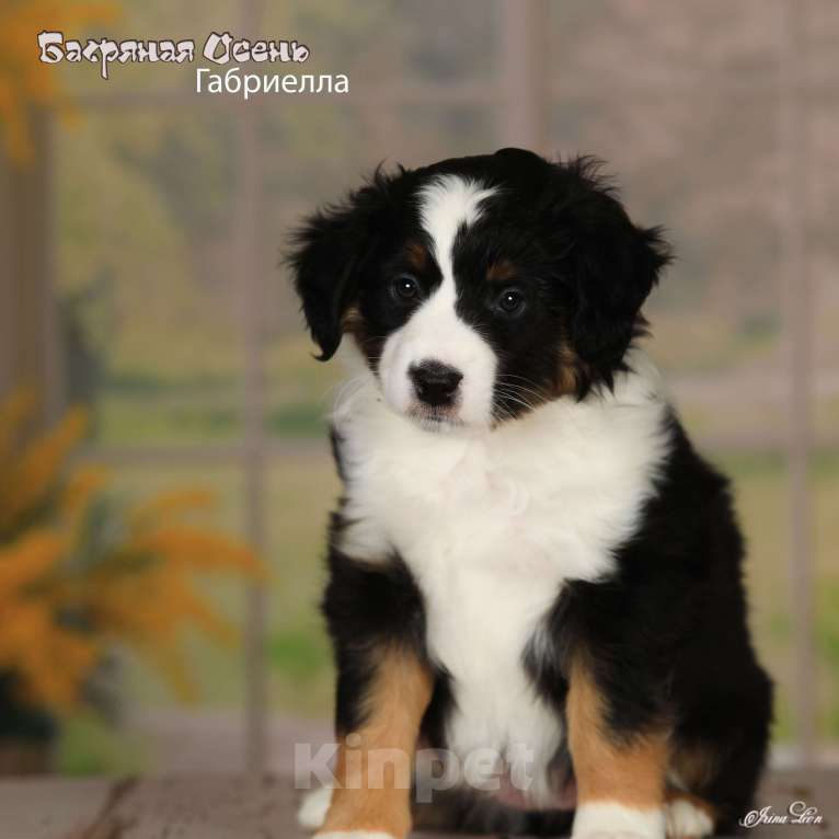 Собаки в других городах Московской области: Продается девочка миниаусси Девочка, 80 000 руб. - фото 4