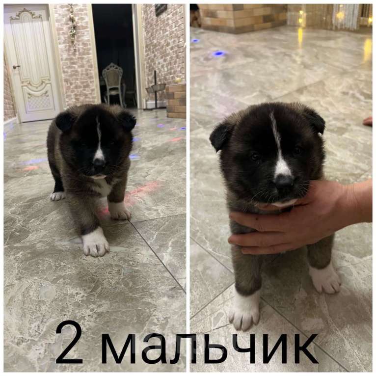 Собаки в Серпухове: Медвежата  Девочка, 15 000 руб. - фото 1