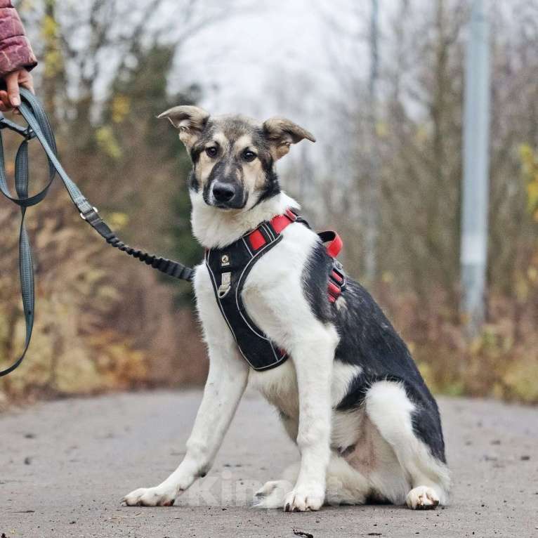 Собаки в Москве: Меня зовут Том и я ищу семью, где буду любим и счастлив Мальчик, 10 руб. - фото 4