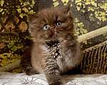 Кошки в Астрахани: Котик Эшли Мальчик, 40 000 руб. - фото 10