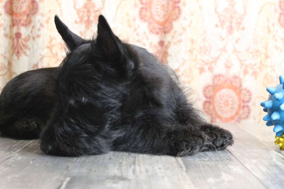 Собаки в других городах Новосибирской области: Подрощеный щенок Шотландского терьера  Мальчик, 60 000 руб. - фото 1