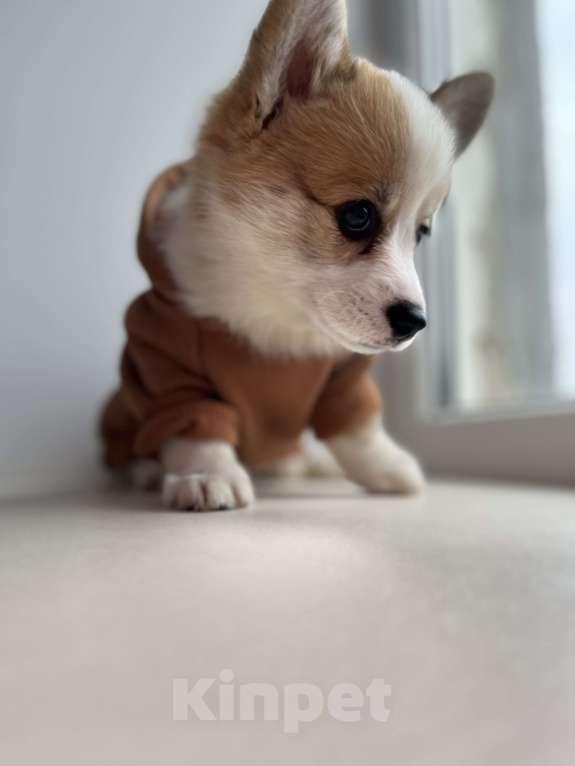 Собаки в Дзержинске: Щенок корги  Девочка, 35 000 руб. - фото 6