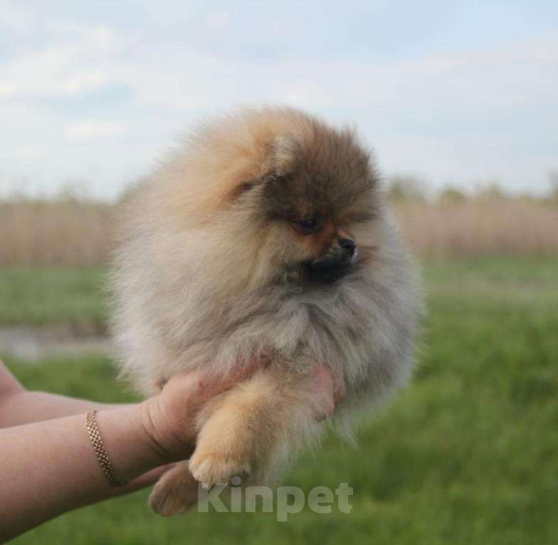 Собаки в Орле: Прекрасная девочка без недостатков  Девочка, 35 000 руб. - фото 4